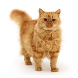 Ginger Persian-cross female cat