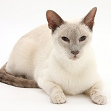 Siamese cat