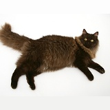 Fluffy dark chocolate Birman-cross cat