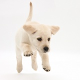 Yellow Labrador Retriever puppy, 8 weeks old, running