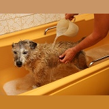 Patterdale x Jack Russell Terrier being washed