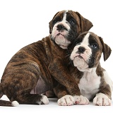 Two Boxer puppies huddled together