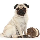 Fawn Pug and Guinea pig