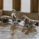 Redpolls drinking