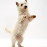 Westie pup standing up