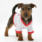 Jack Russell pup wearing a shirt