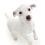 White Jack Russell Terrier puppy