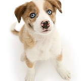 Blue-eyed Border Collie pup