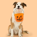 Border Collie dog holding a Halloween bucket
