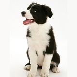 Black-and-white Border Collie pup, sitting