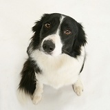 Black-and-white Border Collie, sitting and looking up