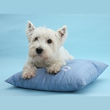 Westie lying with head up