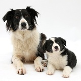 Black-and-white Border Collie and pup, 6 weeks old