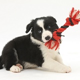 Playful black-and-white Border Collie puppy