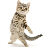 Playful tabby kitten dancing