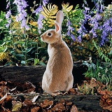 Orange Rex rabbit buck with bellflowers