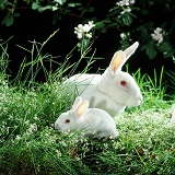 White rabbit and baby among flowers