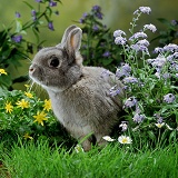 Dwarf rabbit among flowers