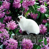 Dwarf rabbit among rhododendrons