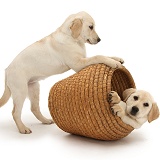 Yellow Labrador Retriever pups playing in straw basket