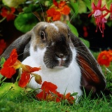 Butterfly English Lop rabbit among Nasturtium flowers