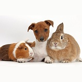 Jackahuahua pup with Guinea pig and rabbit