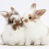 Young rabbits snuggled together