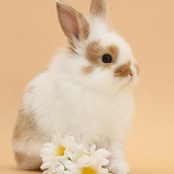 Young rabbit and daisy flowers on beige background