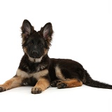 Alsatian pup