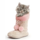 Maine Coon kitten in a pink furry boot