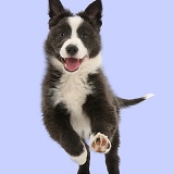 Blue-and-white Border Collie pup running forward