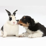 Tricolour Border Collie pup with black-and-white rabbit