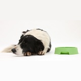 Black-and-white Border Collie beside food bowl