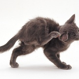 Grey kitten with bad eczema scratching itself
