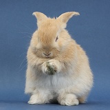 Young sandy rabbit grooming on blue background