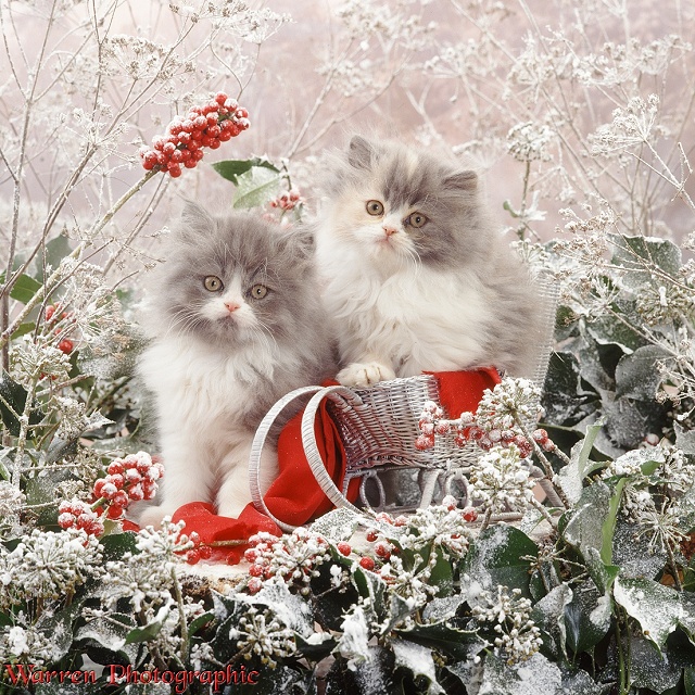 Persian kittens among snowy holly