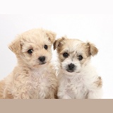 Two cute Bichon x Yorkie pups