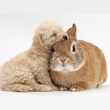 Cute Bichon x Yorkie pup sleeping on a rabbit