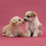 Cute Bichon x Yorkie pups kissing on pink background