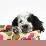 Black-and-white puppy sleeping in a basket