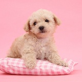 Cute Bichon x Yorkie pup on pink background