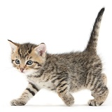 Cute tabby kitten, 6 weeks old, walking across