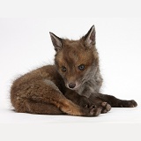 Red Fox cub vixen