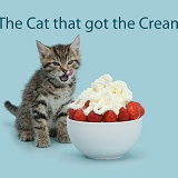 The Cat that got the Cream