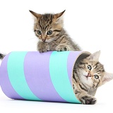 Two cute tabby kittens playing with a tube