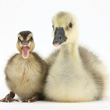 Yellow gosling and duckling