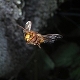 Hornet queen