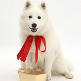 White Japanese Spitz dog wearing a red bow