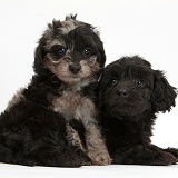 Black and black-and-grey merle Daxiedoodle pups