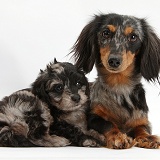 Dachshund and Daxiedoodle pup